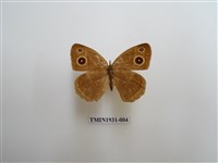 藏品(稻眉眼蝶)的圖片